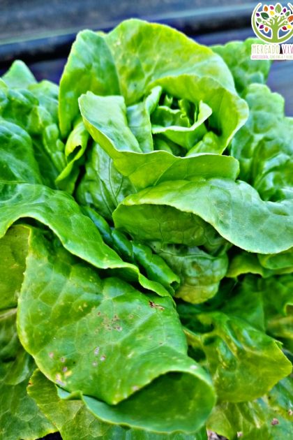 Lechuga Gallega de Invierno