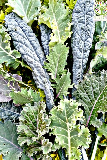 Kale Variedades