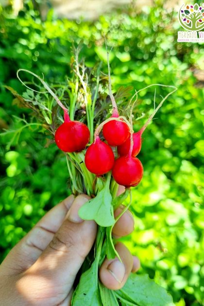 Rabanito Cherry Belle