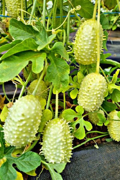 Pepinos