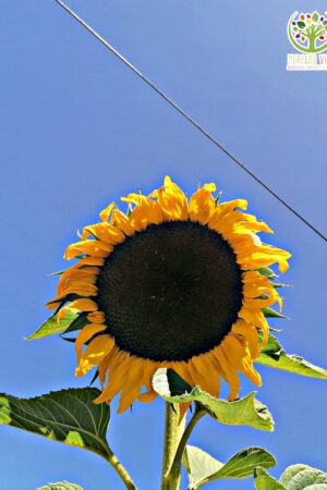 Girasol Giant