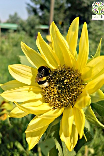 Girasol Lemon Queen