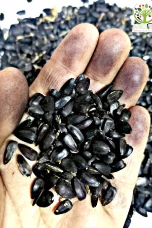 Girasol Hopi Tinte Negro  (Tceqa' Qu' Si)  FP