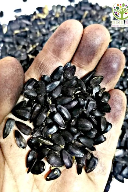Girasol Hopi Tinte Negro  (Tceqa' Qu' Si)  FP