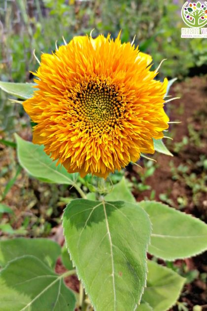 Girasol enano Teddy Bear