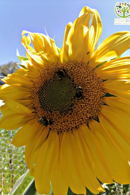Girasol Común