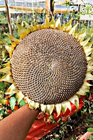 Girasol Mamut