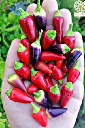 Ají enano de maceta