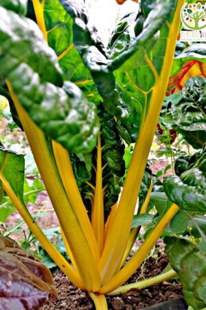 Acelga tallo Amarillo