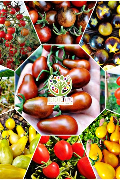 Tomate Cherry Variedades