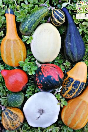 Calabazas variedades