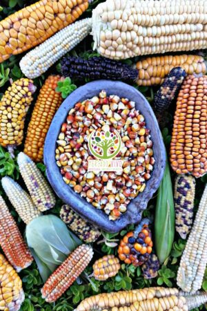 Maíz Variedades