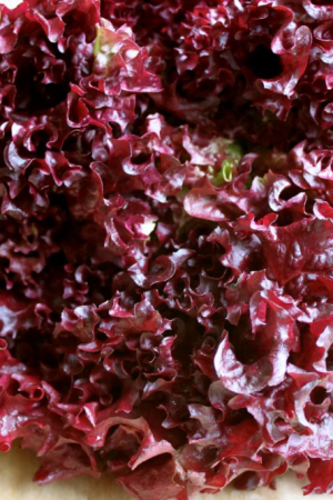 Lechuga Lollo Rosa