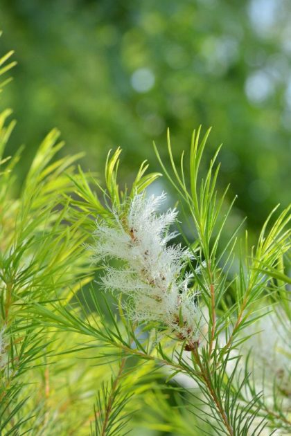Aceite esencial de Árbol del Té 5ml
