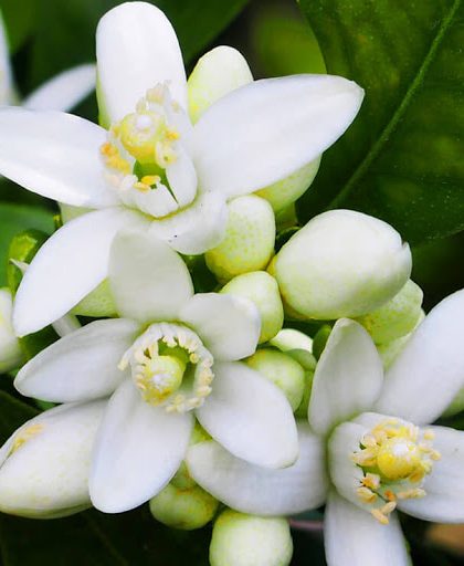 Aceite esencial de Nerolí (azahar) 5ml
