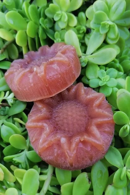 Jabones de Miel y Prolóleo 50gr
