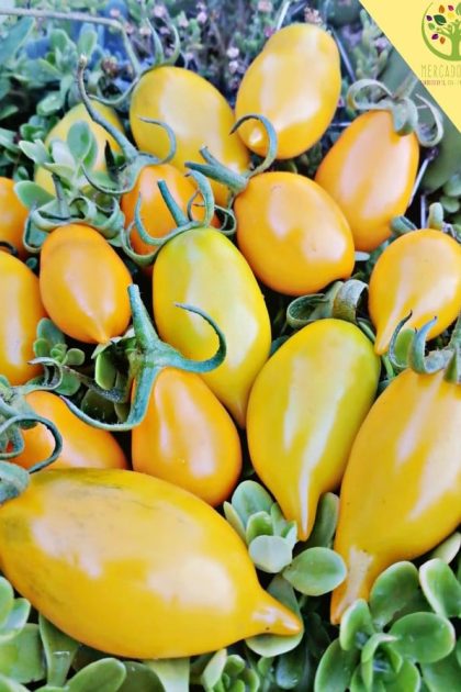 Tomate Canario