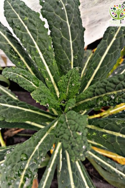 Kale Toscano FP
