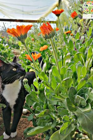 Semillas de Caléndula Naranja