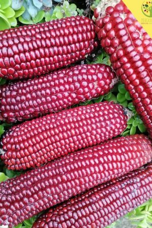 Maíz Rojo