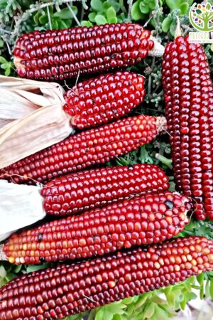 Maíz Pichiwa Rojo