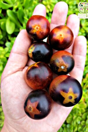 Tomate Cherry Glossy Rose Blue