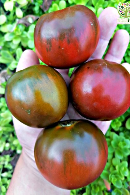 Tomate Kumato