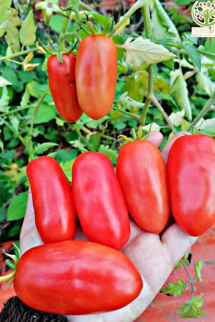 Tomate Largo de Bergueda