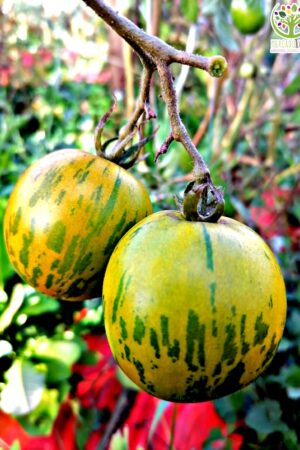 Tomate Green Zebra