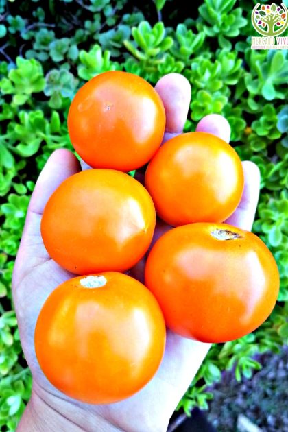 Tomate Orange Queen