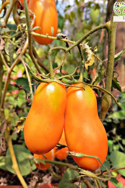 Tomate Midas Orange