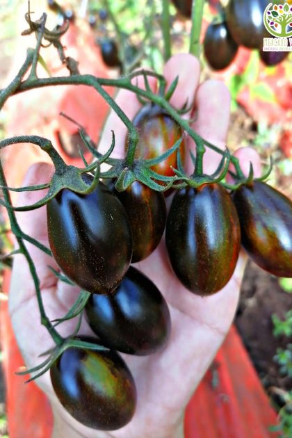 Tomate Largo Blunch