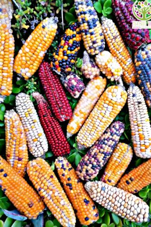 Maíz Baby Variedades