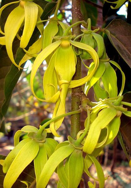Aceite esencial Ylang Ylang 5ml