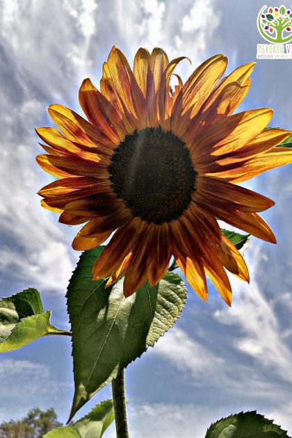 Girasol Music Box