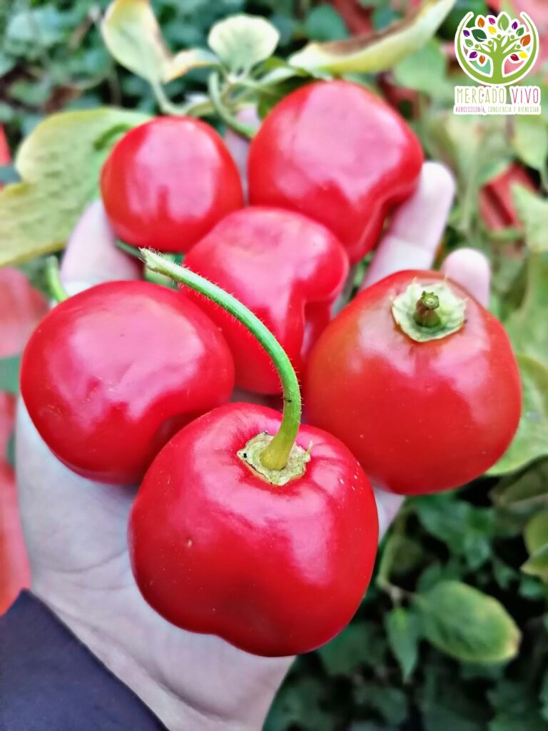 Ají Rocoto de arbol - Mercado Vivo