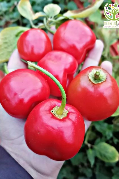 Ají Rocoto de arbol
