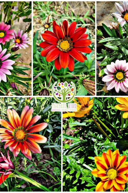 Gazania colores variados