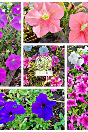 Petunias colores variados