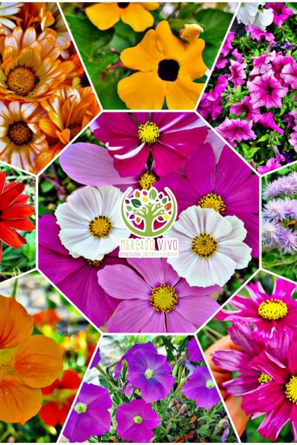 Flores variedades