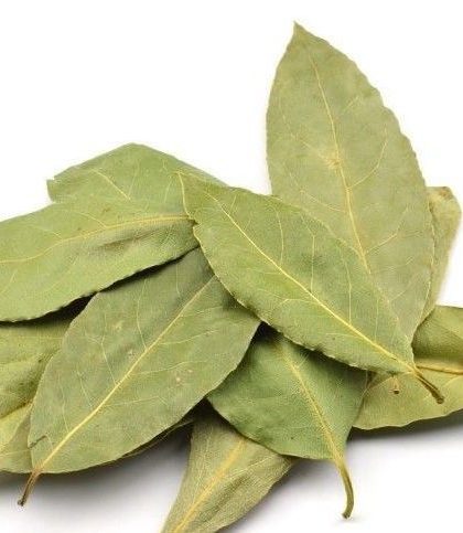 Laurel