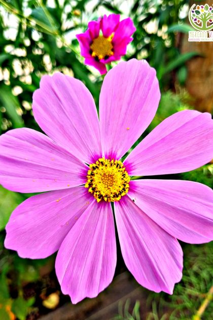 Cosmos Rosado