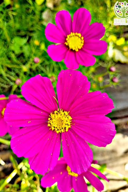 Cosmos Fucsia FP