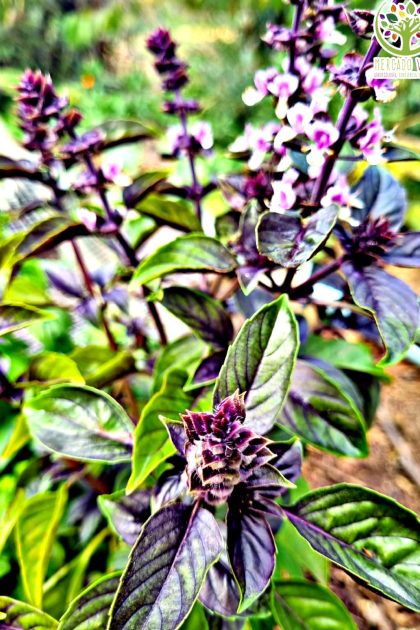Semillas de Albahaca Morada