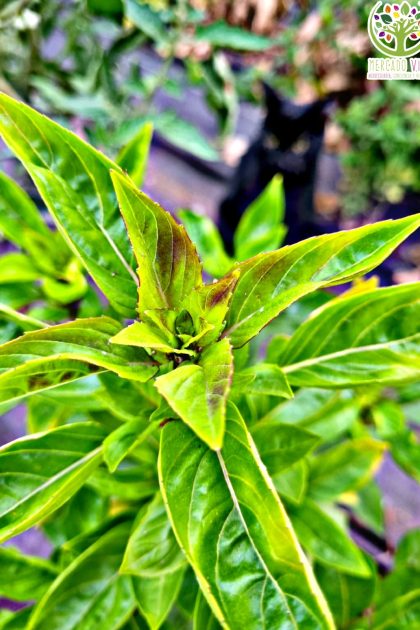 Semillas de Albahaca Canela