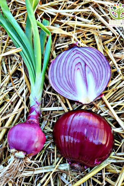 Cebolla Morada