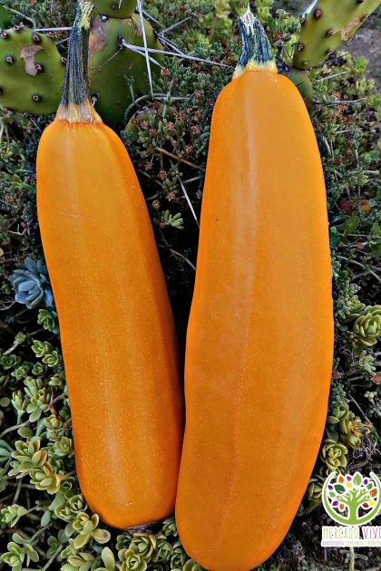 Zapallo Italiano Amarillo