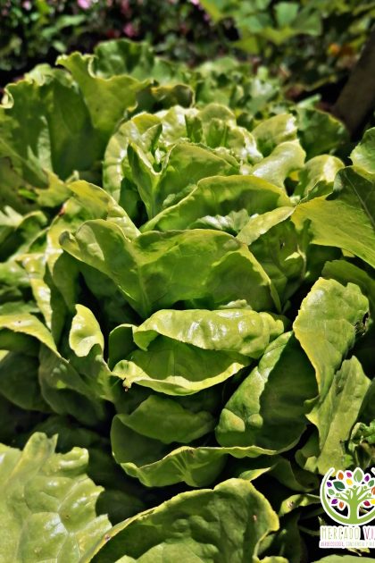 Lechuga Blanca de Boston