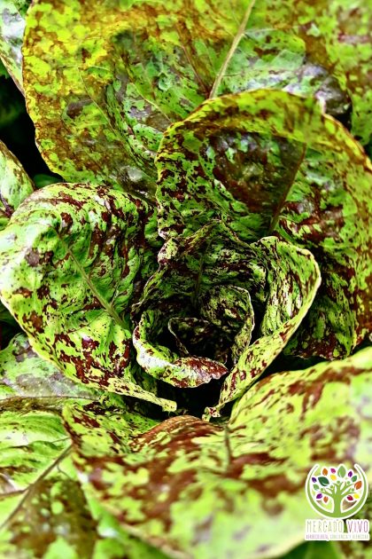 Lechuga Butter Gem