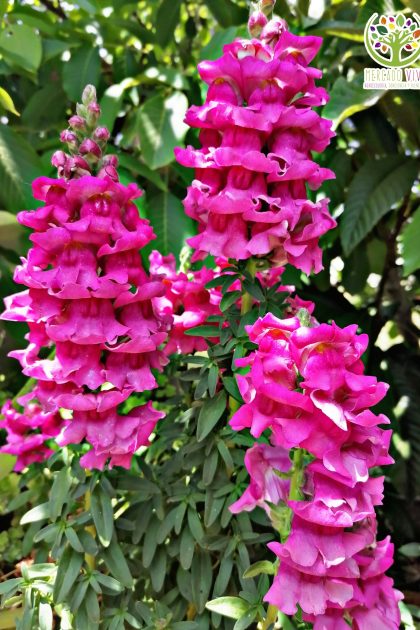 Boca de Dragón o Conejitos flor doble